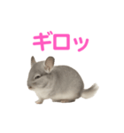チンチラ無双（個別スタンプ：27）