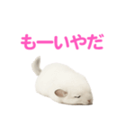 チンチラ無双（個別スタンプ：28）