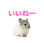 チンチラ無双（個別スタンプ：30）