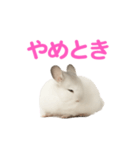 チンチラ無双（個別スタンプ：31）