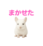 チンチラ無双（個別スタンプ：33）