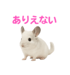 チンチラ無双（個別スタンプ：34）