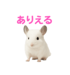 チンチラ無双（個別スタンプ：35）
