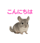 チンチラ無双（個別スタンプ：36）