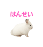 チンチラ無双（個別スタンプ：38）