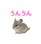 チンチラ無双（個別スタンプ：39）