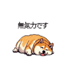 5月病な太っちょ柴犬 やる気無し（個別スタンプ：36）
