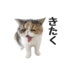 もみじちゃんの日常スタンプ（個別スタンプ：6）