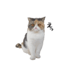 もみじちゃんの日常スタンプ（個別スタンプ：14）