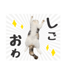 もみじちゃんの日常スタンプ（個別スタンプ：16）