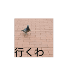 動画の鳩（個別スタンプ：1）
