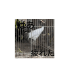 動画の鳩（個別スタンプ：2）
