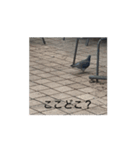 動画の鳩（個別スタンプ：5）