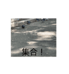 動画の鳩（個別スタンプ：8）