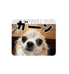 チワワめるたん♡（個別スタンプ：2）