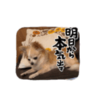 チワワめるたん♡（個別スタンプ：5）