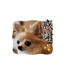 チワワめるたん♡（個別スタンプ：7）
