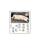 チワワめるたん♡（個別スタンプ：9）