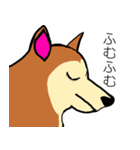 芝犬ハピコ（個別スタンプ：4）