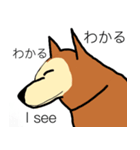 芝犬ハピコ（個別スタンプ：7）