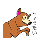 芝犬ハピコ（個別スタンプ：16）