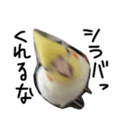 ピーチクパーチク3（個別スタンプ：1）