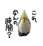 ピーチクパーチク3（個別スタンプ：2）
