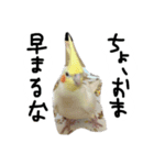 ピーチクパーチク3（個別スタンプ：4）