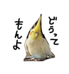 ピーチクパーチク3（個別スタンプ：5）