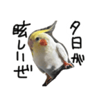 ピーチクパーチク3（個別スタンプ：6）