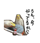 ピーチクパーチク3（個別スタンプ：7）