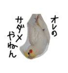 ピーチクパーチク3（個別スタンプ：9）