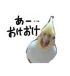 ピーチクパーチク3（個別スタンプ：12）