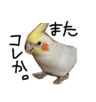 ピーチクパーチク3（個別スタンプ：13）
