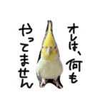 ピーチクパーチク3（個別スタンプ：15）