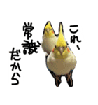 ピーチクパーチク3（個別スタンプ：16）