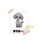 『トイプードル』のスタンプ（個別スタンプ：14）