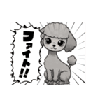 『トイプードル』のスタンプ（個別スタンプ：36）