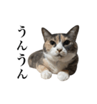 ニャグトリオスタンプ+α（個別スタンプ：2）