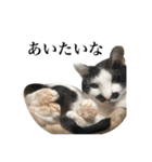 ニャグトリオスタンプ+α（個別スタンプ：6）