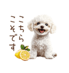トイプードルの敬語・丁寧語スタンプ（個別スタンプ：8）