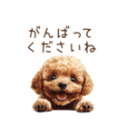 トイプードルの敬語・丁寧語スタンプ（個別スタンプ：11）