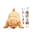 トイプードルの敬語・丁寧語スタンプ（個別スタンプ：14）