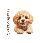 トイプードルの敬語・丁寧語スタンプ（個別スタンプ：16）