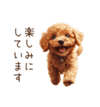 トイプードルの敬語・丁寧語スタンプ（個別スタンプ：22）