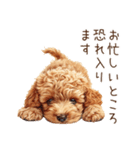 トイプードルの敬語・丁寧語スタンプ（個別スタンプ：25）