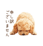 トイプードルの敬語・丁寧語スタンプ（個別スタンプ：26）