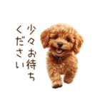 トイプードルの敬語・丁寧語スタンプ（個別スタンプ：28）