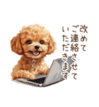 トイプードルの敬語・丁寧語スタンプ（個別スタンプ：31）