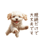 トイプードルの敬語・丁寧語スタンプ（個別スタンプ：33）